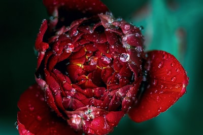 红玫瑰微距摄影